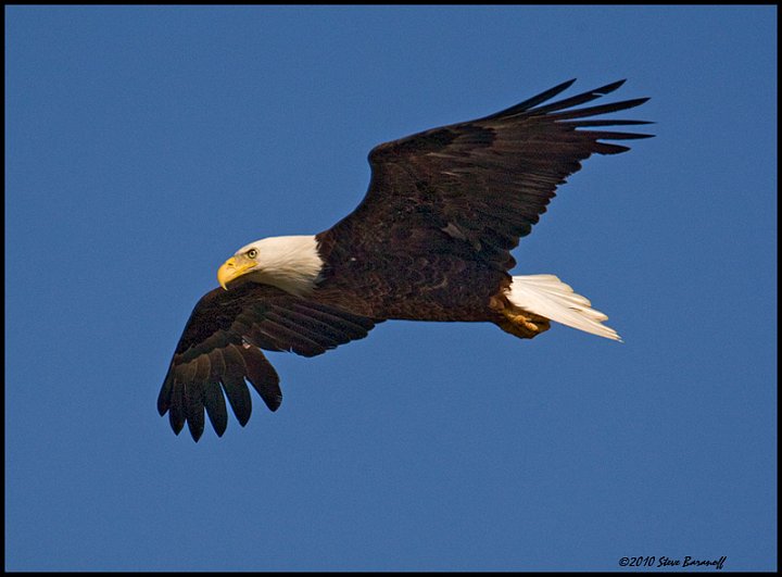 _0SB0739 amaerican bald eagle.jpg